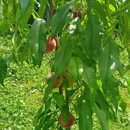 Csigaház * Perocseny